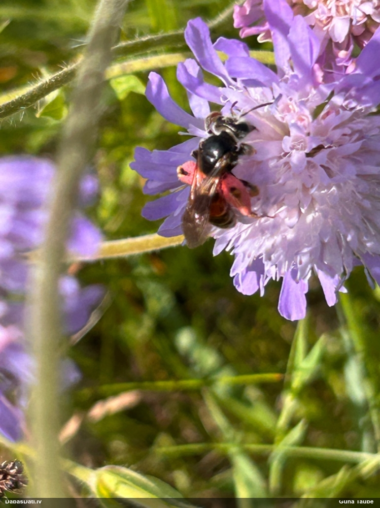 Smilšbite Andrena hattorfiana