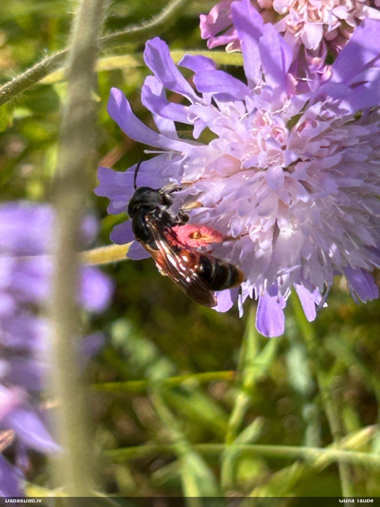 Smilšbite Andrena hattorfiana