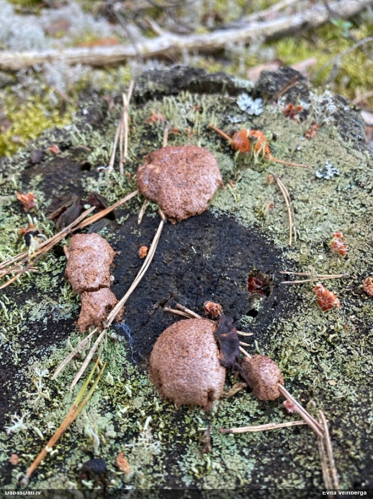 Aveņgļotsēne (nenoteikta)