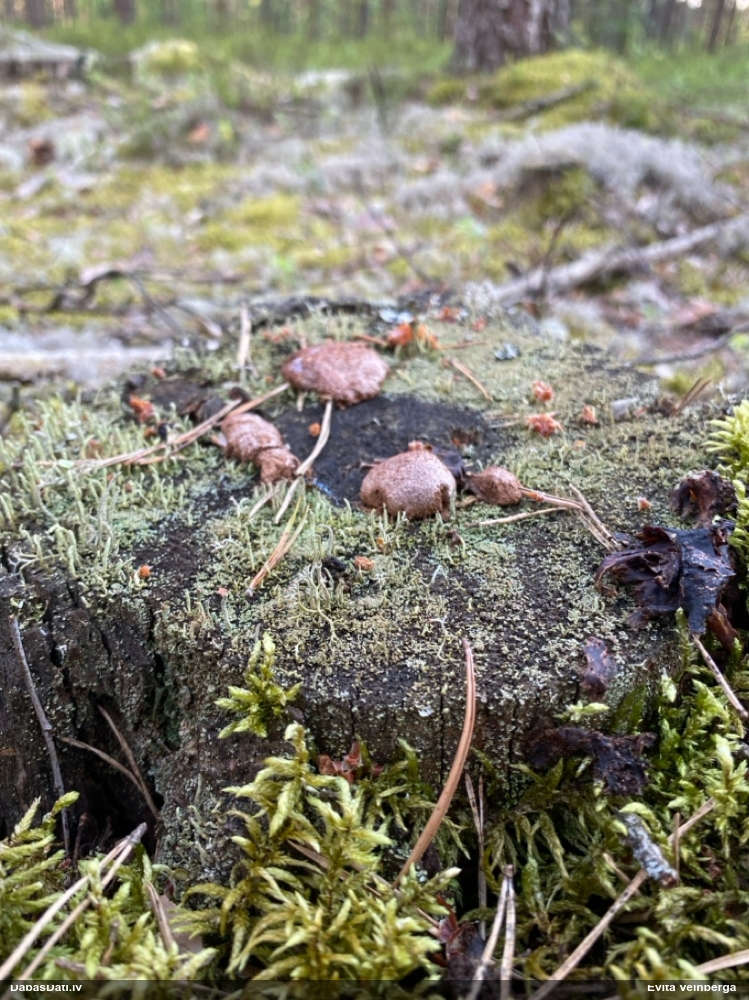 Aveņgļotsēne (nenoteikta)