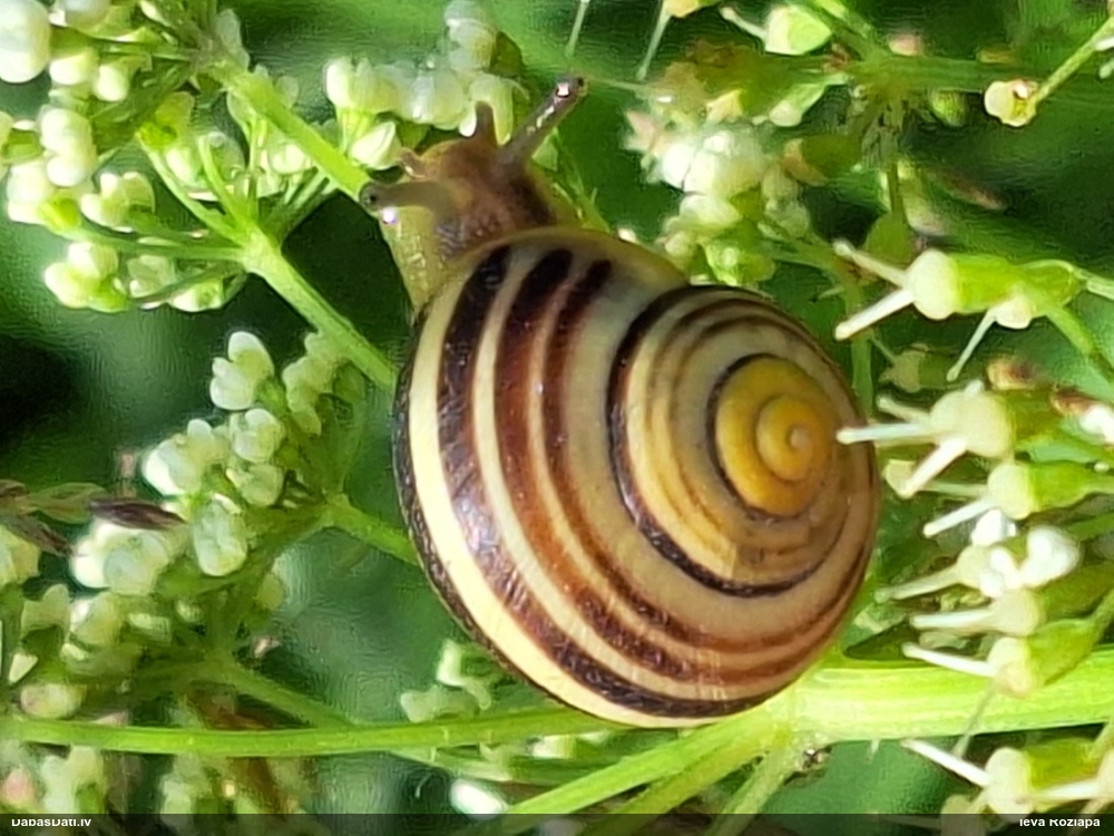 Vīngliemezis Cepaea sp.