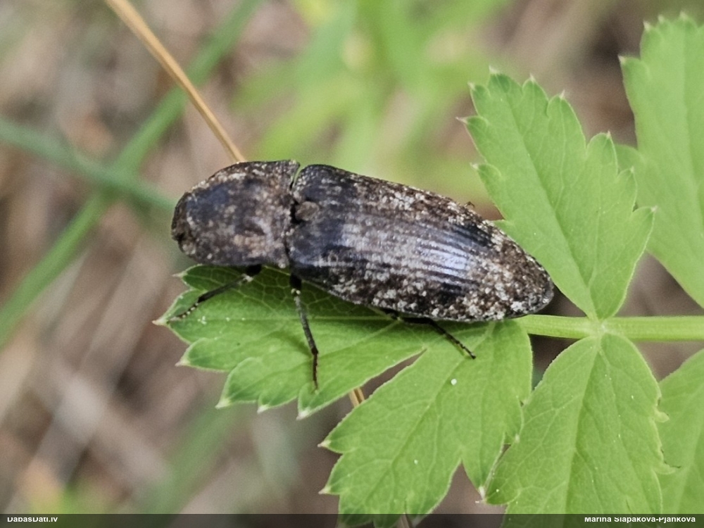 Sprakšķis Agrypnus murinus