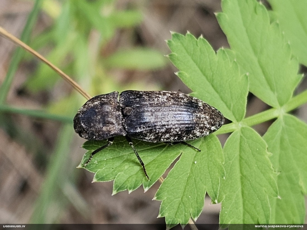 Sprakšķis Agrypnus murinus