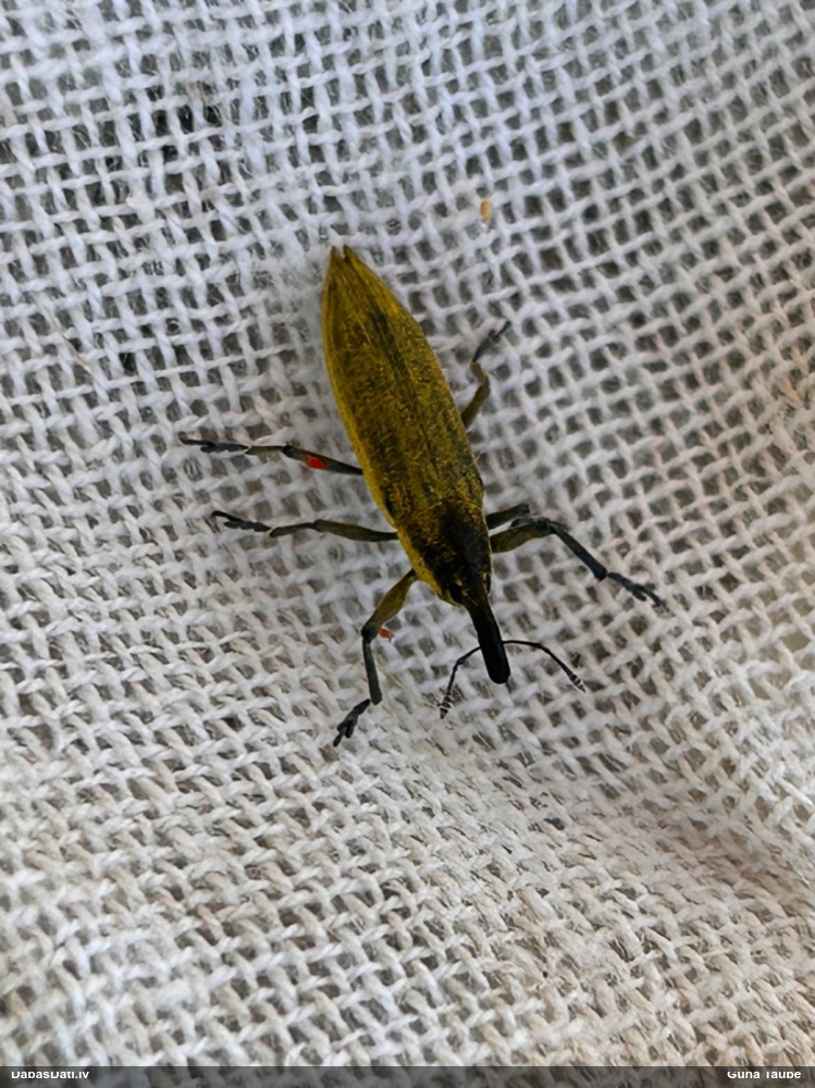 Smecernieks Lixus iridis