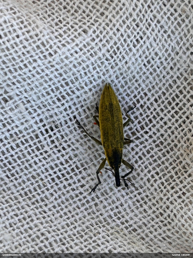 Smecernieks Lixus iridis