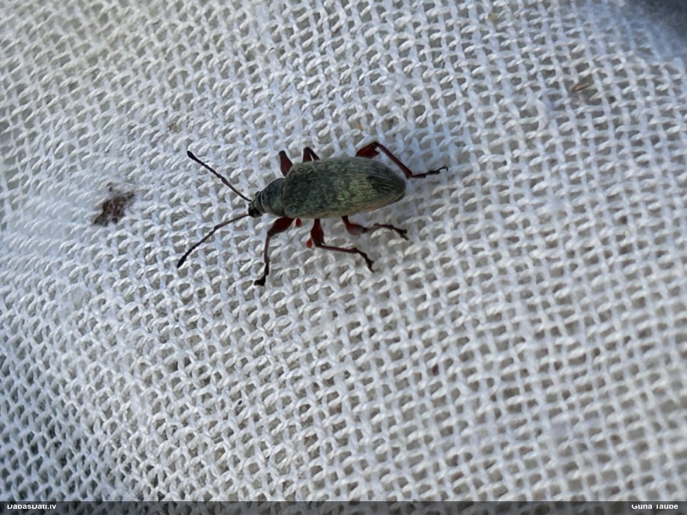 Smecernieks Phyllobius sp.
