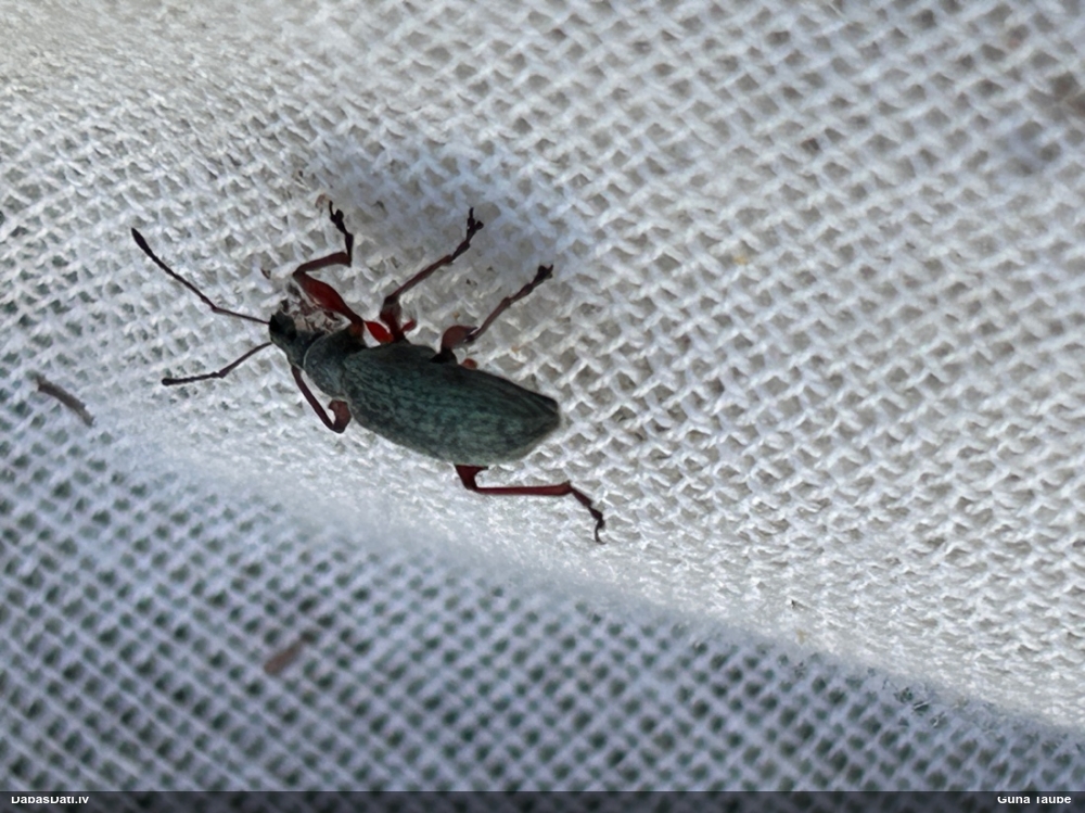 Smecernieks Phyllobius sp.