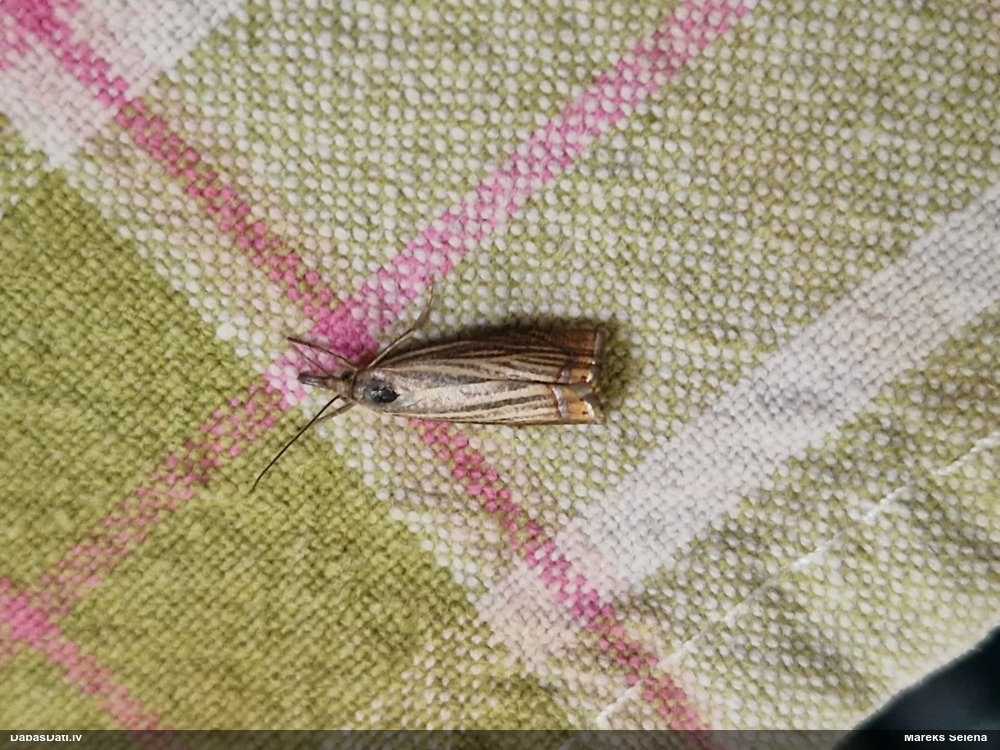 Zāļsvilnis Chrysoteuchia culmella