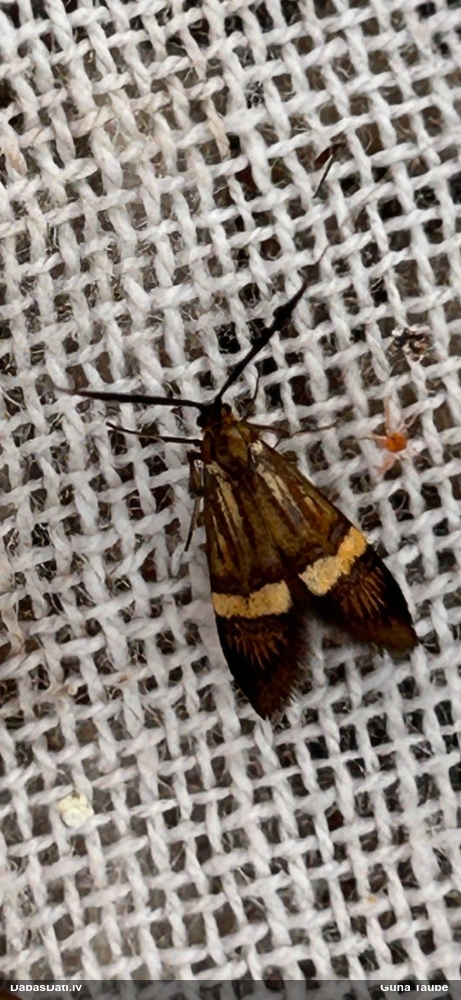 Zaigkode Nemophora degeerella