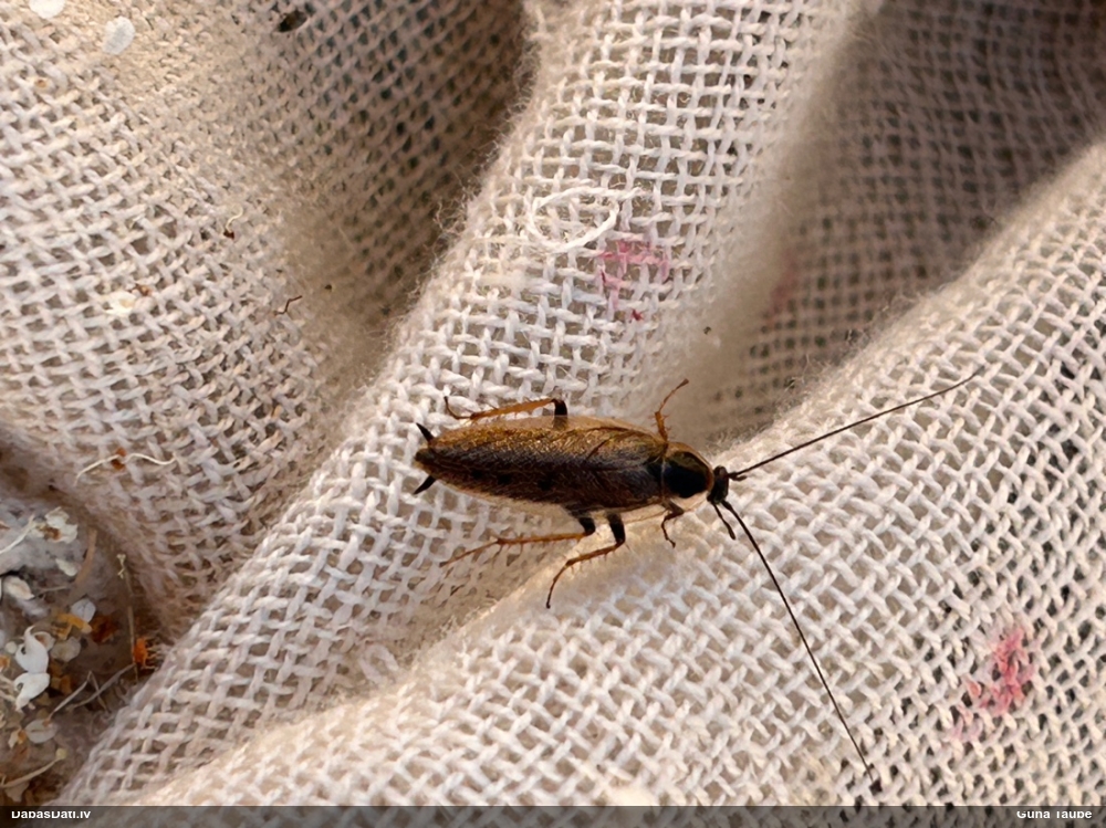 Prusaks Ectobius sp.