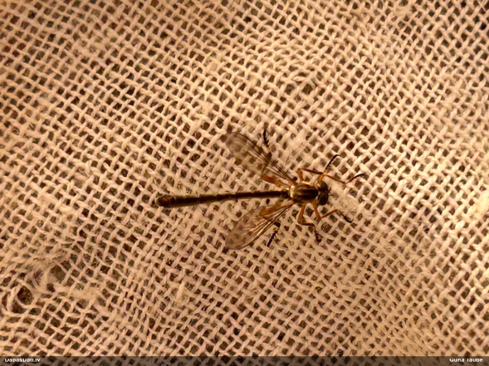 Laupītājmuša Leptogaster cylindrica
