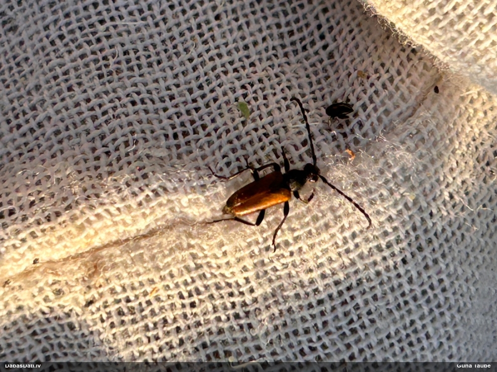 Koksngrauzis Stictoleptura maculicornis