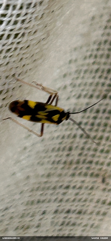 Mīkstblakts Grypocoris sexguttatus