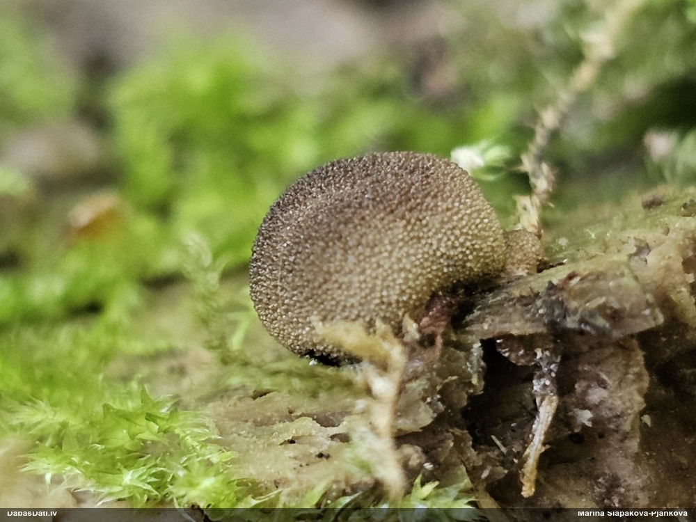 Vilkpienaine (nenoteikta)