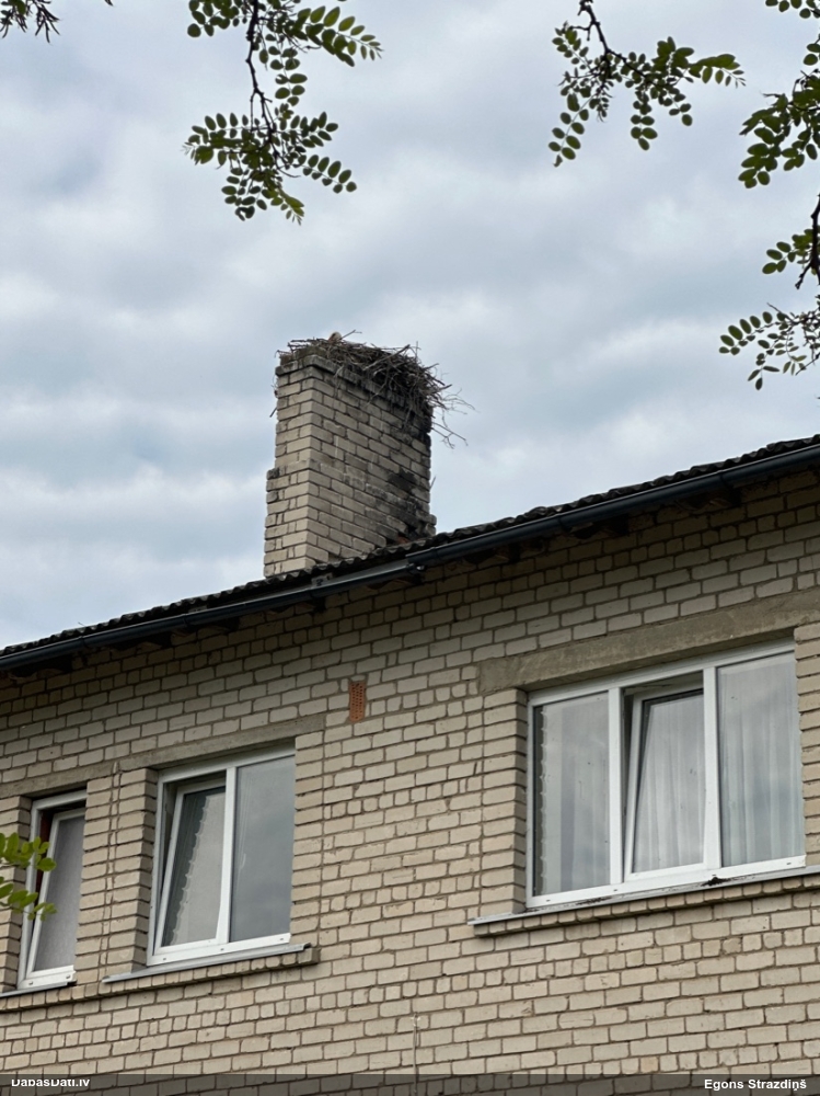белый аист