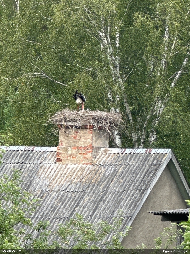 белый аист