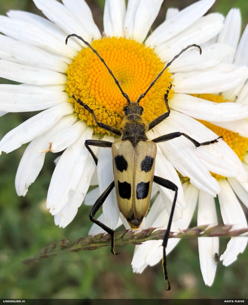 Koksngrauzis Pachyta quadrimaculata