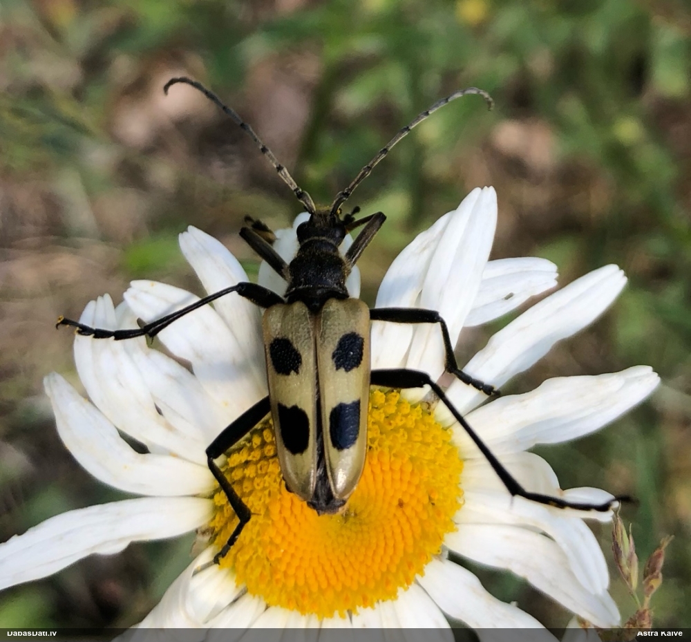 Koksngrauzis Pachyta quadrimaculata