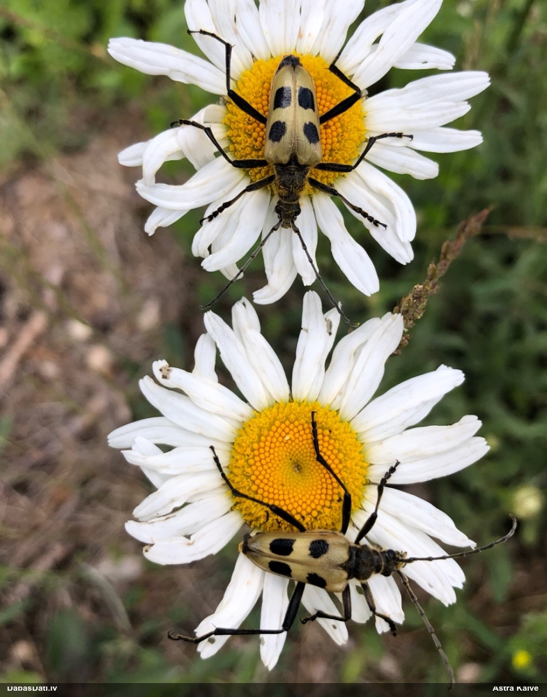 Koksngrauzis Pachyta quadrimaculata