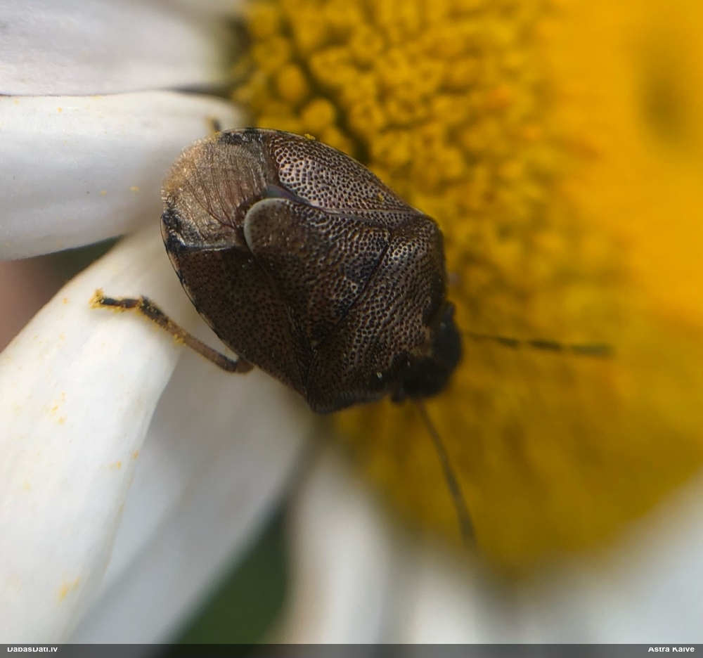 Vairogblakts Rubiconia intermedia