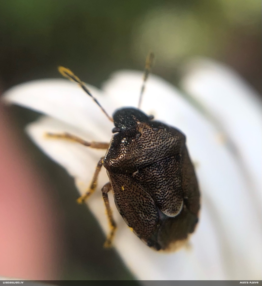 Vairogblakts Rubiconia intermedia