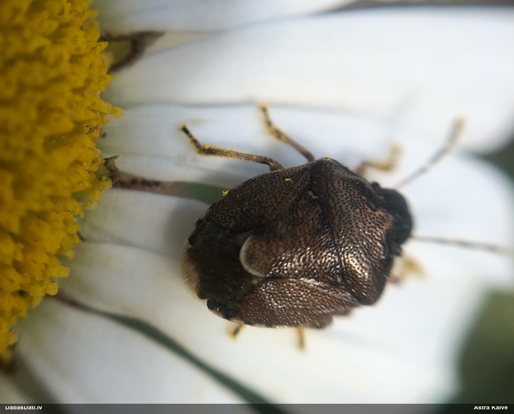 Vairogblakts Rubiconia intermedia