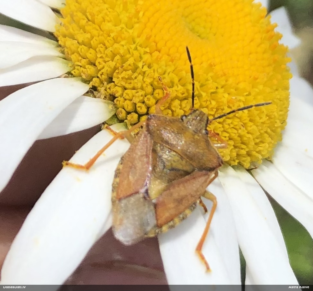 Vairogblakts Carpocoris purpureipennis