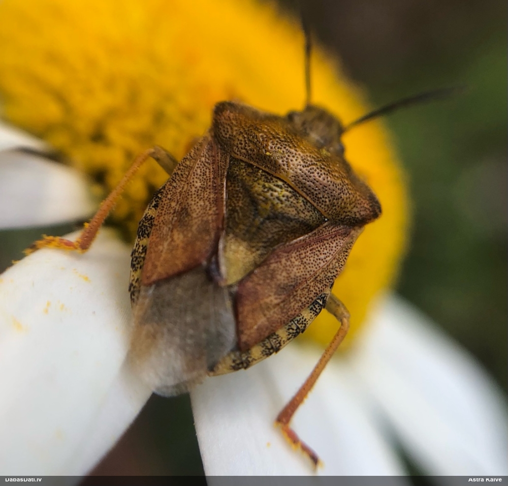 Vairogblakts Carpocoris purpureipennis