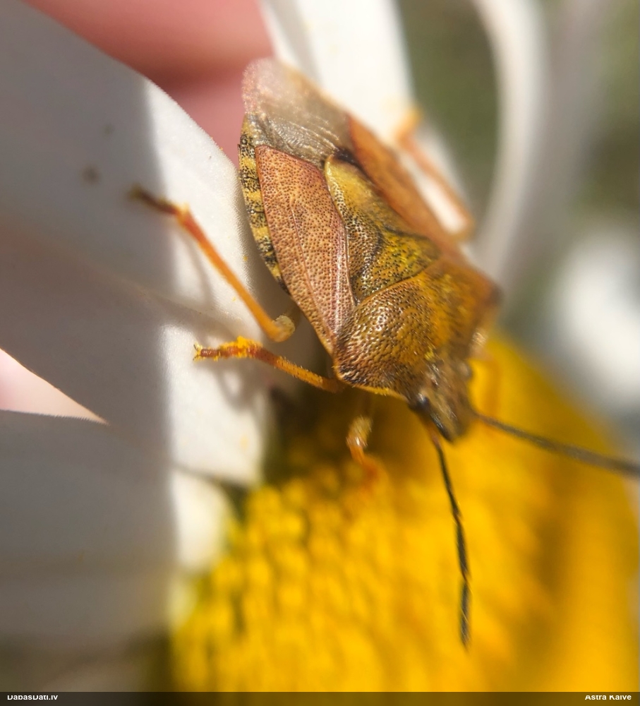 Vairogblakts Carpocoris purpureipennis