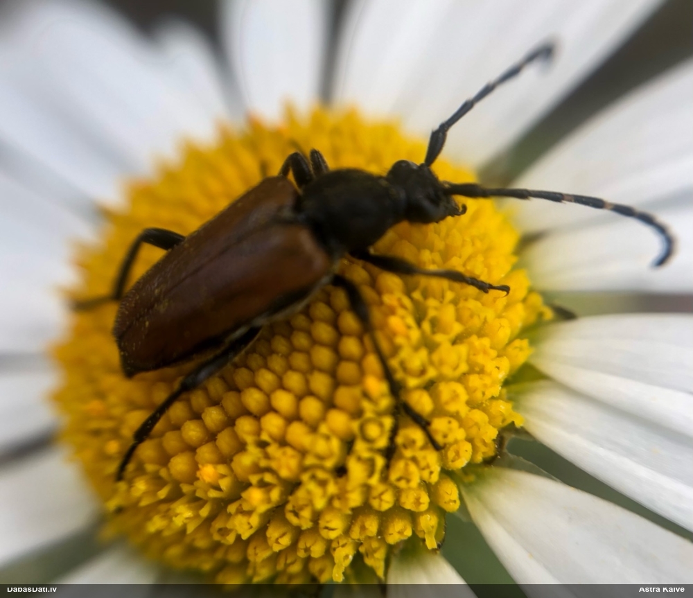 Koksngrauzis Stictoleptura maculicornis