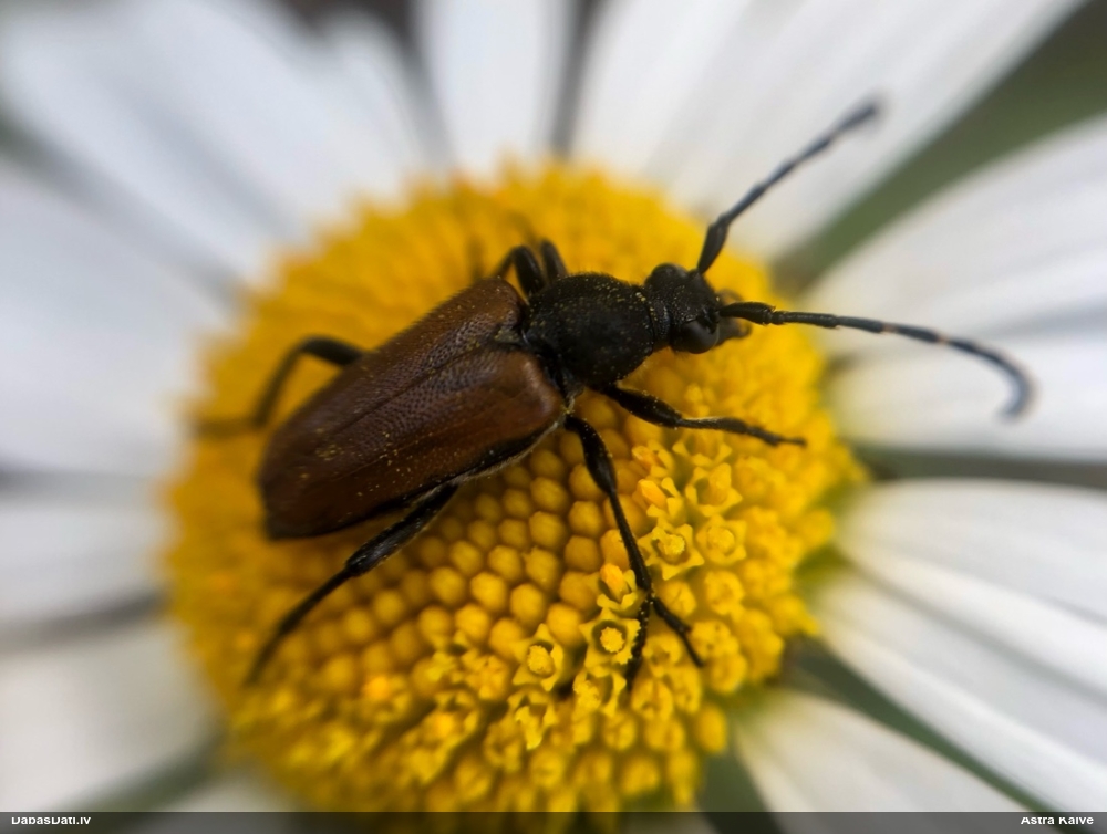 Koksngrauzis Stictoleptura maculicornis