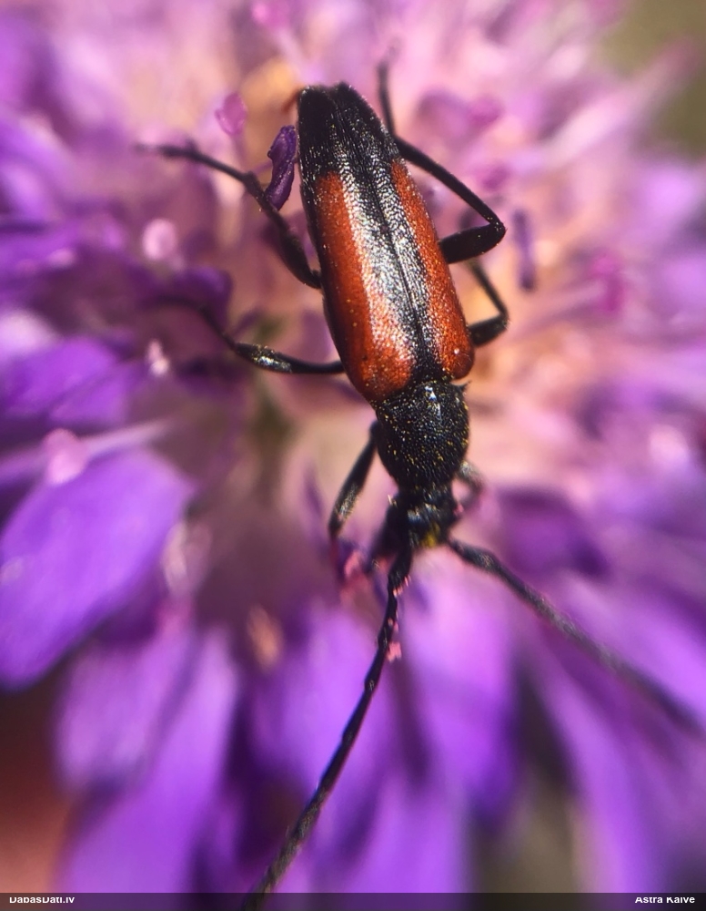 Koksngrauzis Stenurella melanura