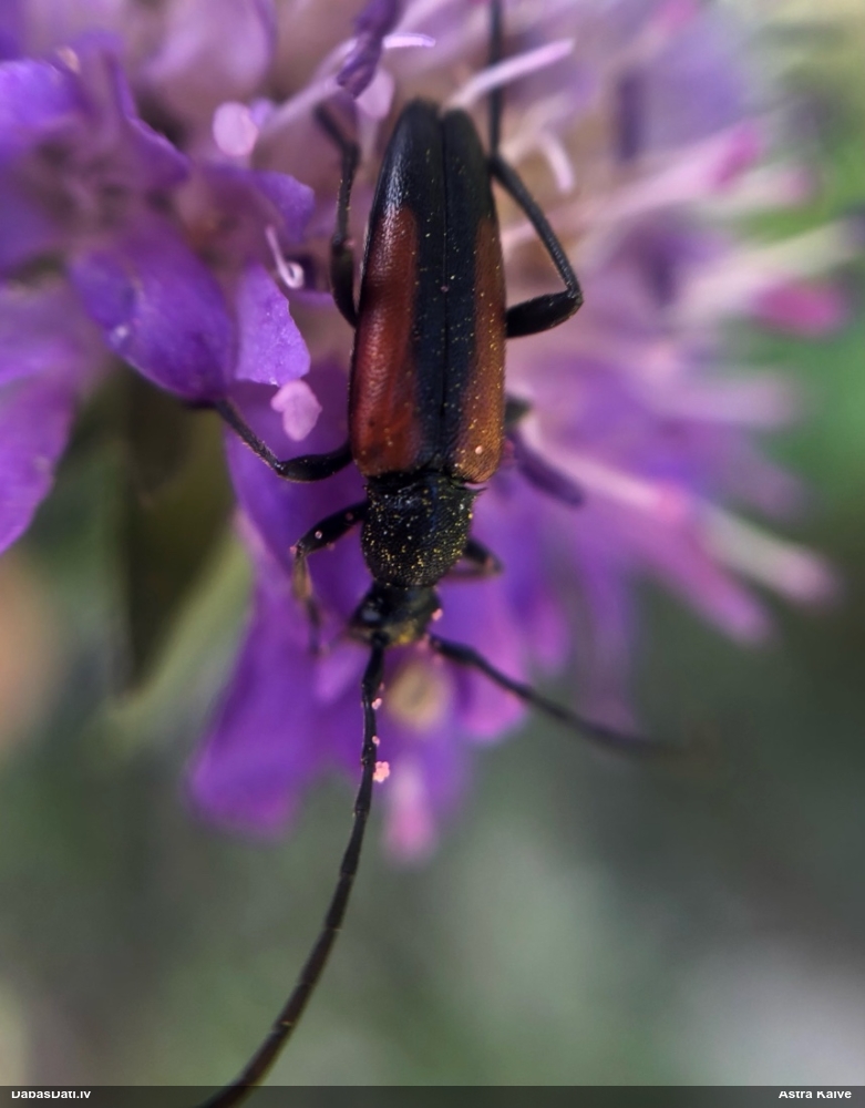 Koksngrauzis Stenurella melanura
