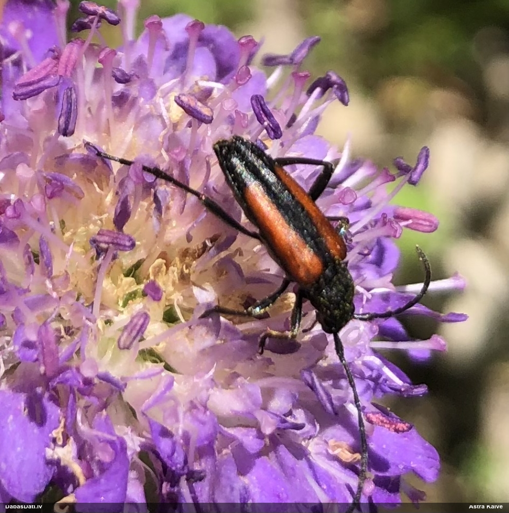 Koksngrauzis Stenurella melanura