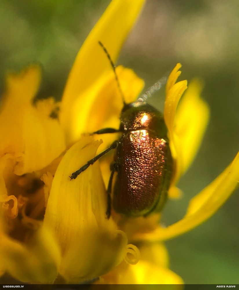 Lapgrauzis Cryptocephalus sp.