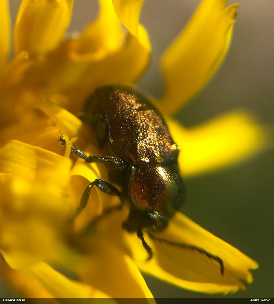 Lapgrauzis Cryptocephalus sp.