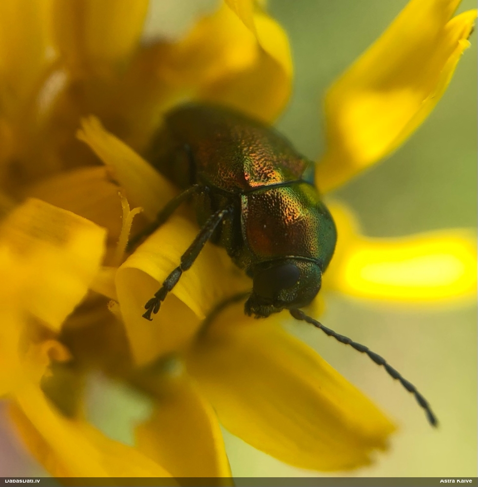 Lapgrauzis Cryptocephalus sp.