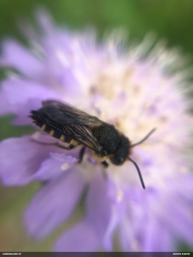 Griezējbite Coelioxys sp.