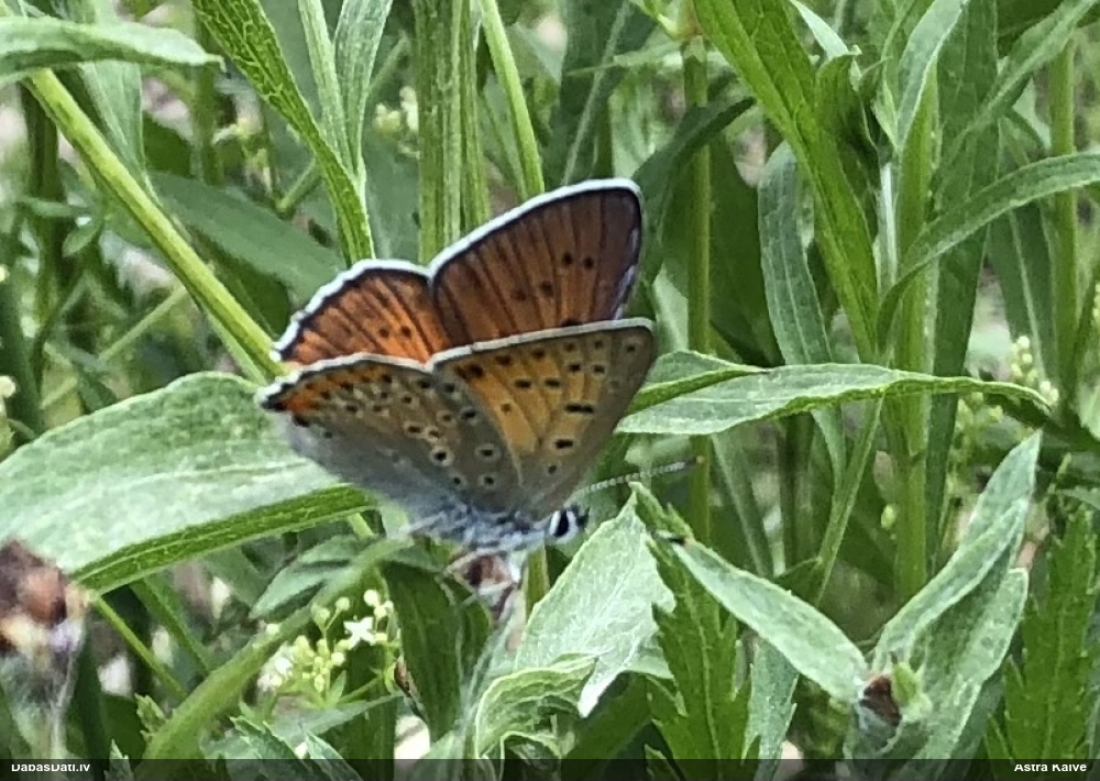 Violetais zeltainītis
