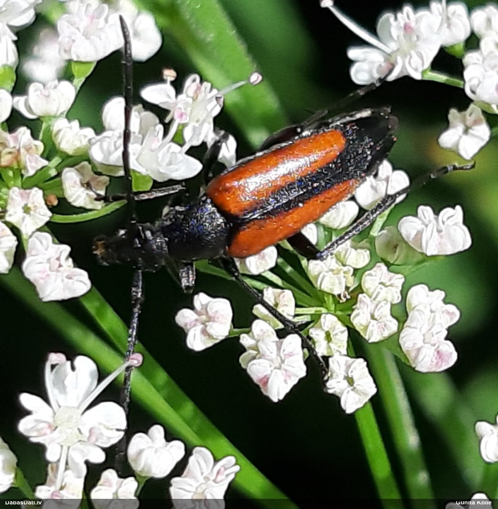 Koksngrauzis Stenurella melanura
