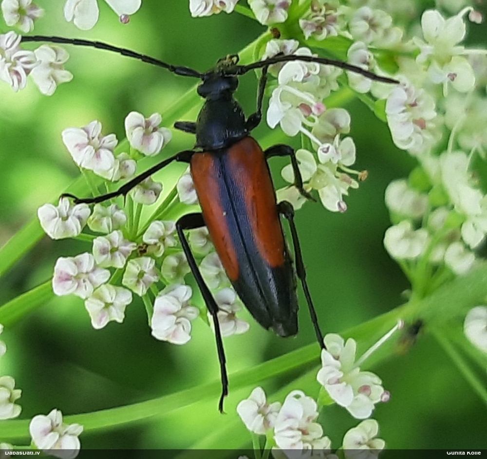 Koksngrauzis Stenurella melanura