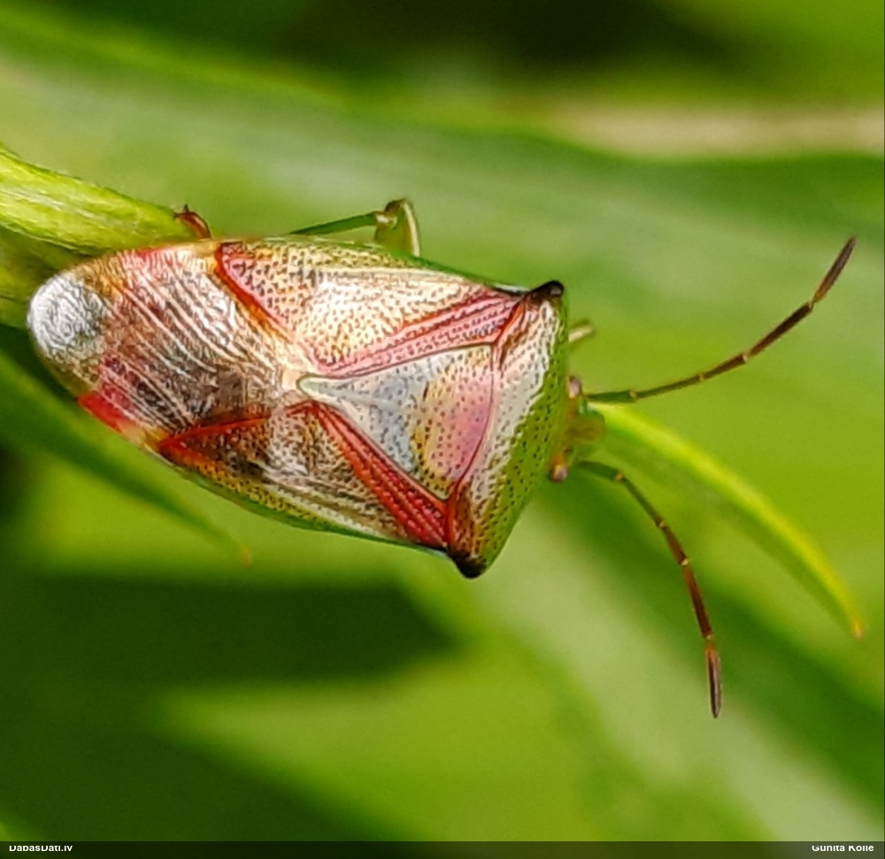 Slaidvairogblakts Elasmostethus sp.