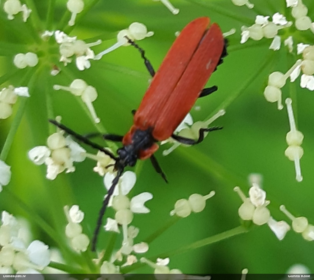 Sarkanspārnis Lygistopterus sanguineus