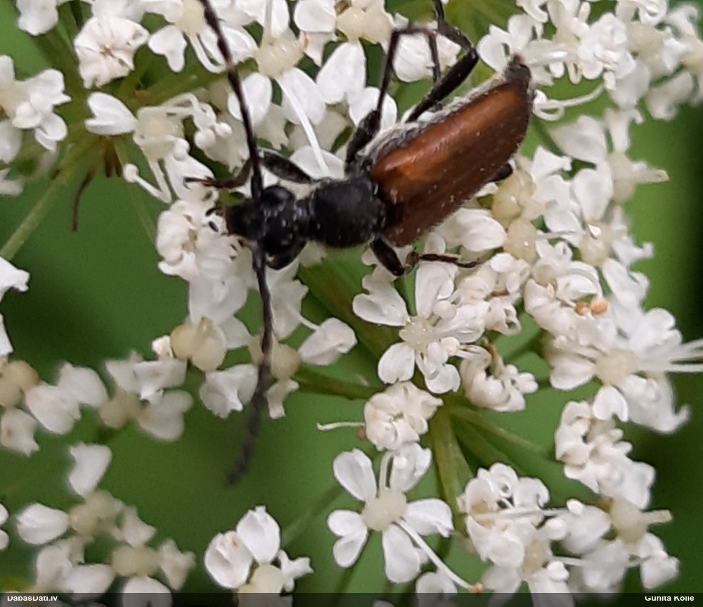 Koksngrauzis Stictoleptura maculicornis