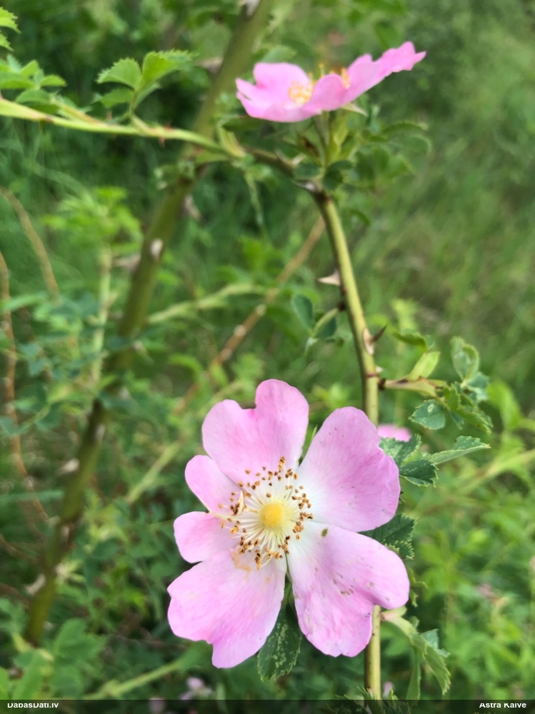 Suņu roze