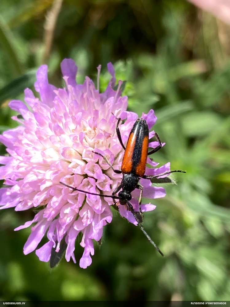 Koksngrauzis Stenurella melanura