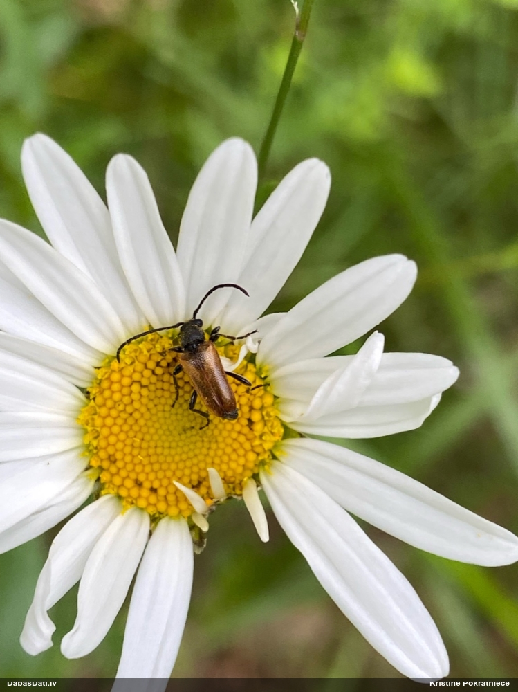 Koksngrauzis Pseudovadonia livida