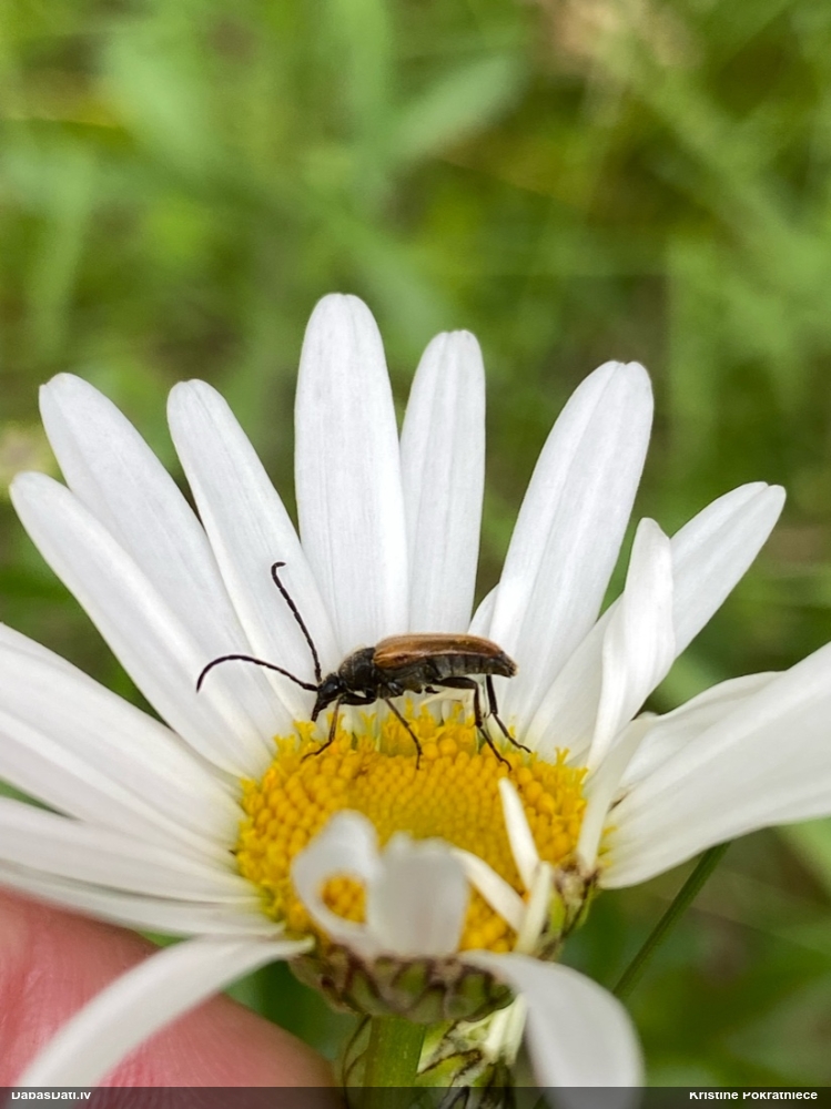 Koksngrauzis Pseudovadonia livida
