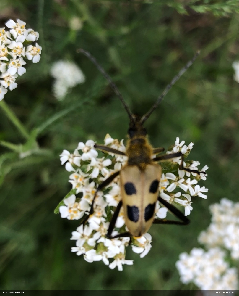 Koksngrauzis Pachyta quadrimaculata