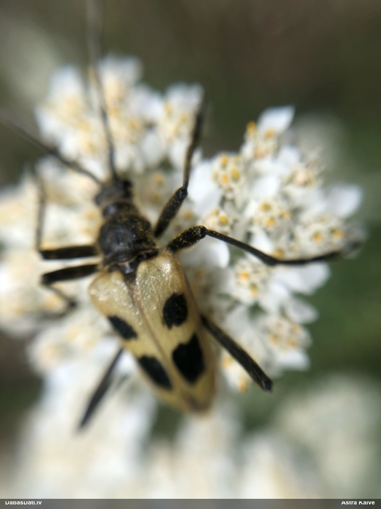 Koksngrauzis Pachyta quadrimaculata